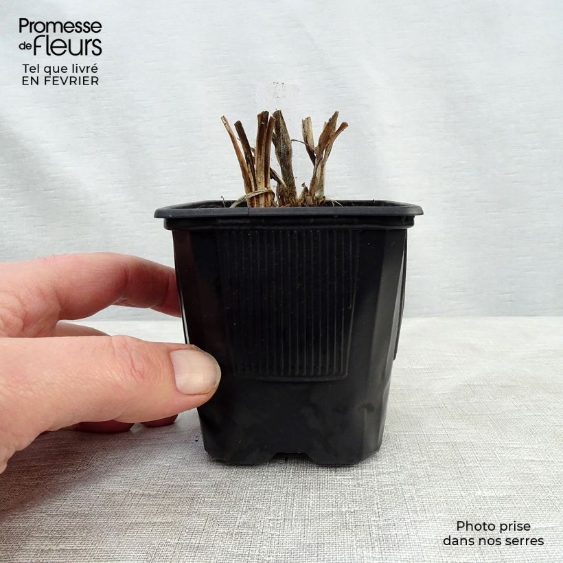 Spécimen de Hémérocalle Rosy Returns - Lis d'un jour vieux rose doux à oeil rose soutenu, gorge jaune. Godet de 8/9 cm tel que livré en hiver