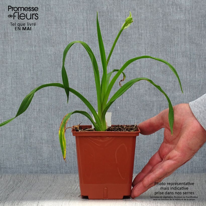 Amostra de Hemerocallis Sabine Baur Vaso de 1 L/1,5 L tal como entregue na primavera