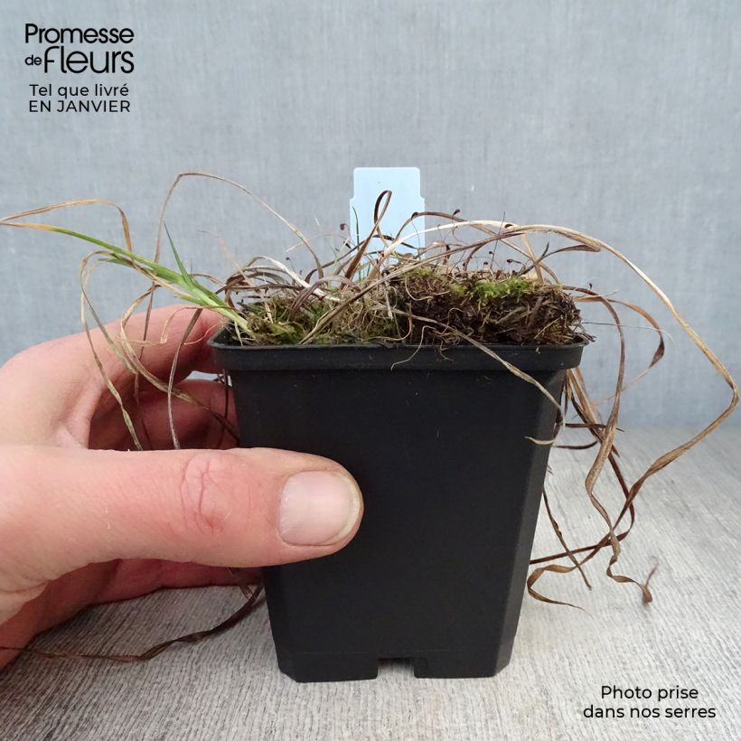 Spécimen de Hémérocalle Sammy Russel - Lis d'un jour Godet de 8/9 cm tel que livré en hiver