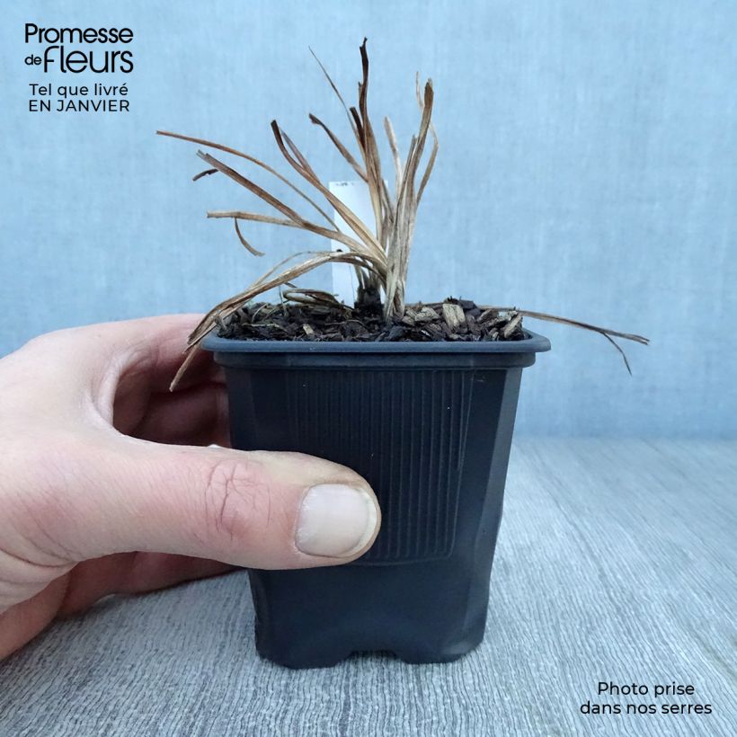 Spécimen de Hémérocalle Shooting Star - Lis d'un jour jaune clair à reflets verts. Godet de 8/9 cm tel que livré en hiver