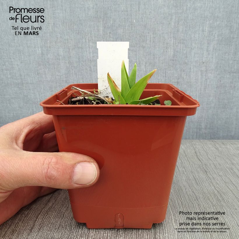 Spécimen de Hémérocalle Siloam Double Classic Pot de 1L/1,5L tel que livré en hiver