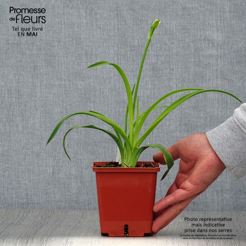 Spécimen de Hémérocalle Siloam Double Classic Pot de 1L/1,5L tel que livré au printemps