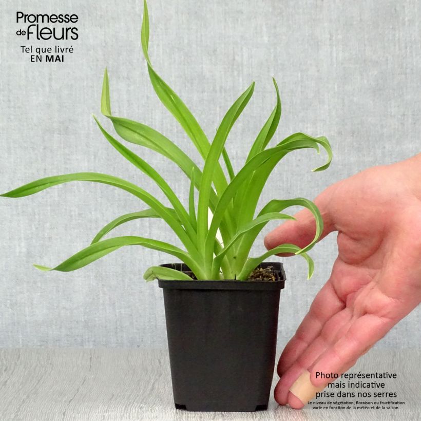 Spécimen de Hémérocalle Siloam Jim Cooper Godet de 8/9 cm tel que livré au printemps