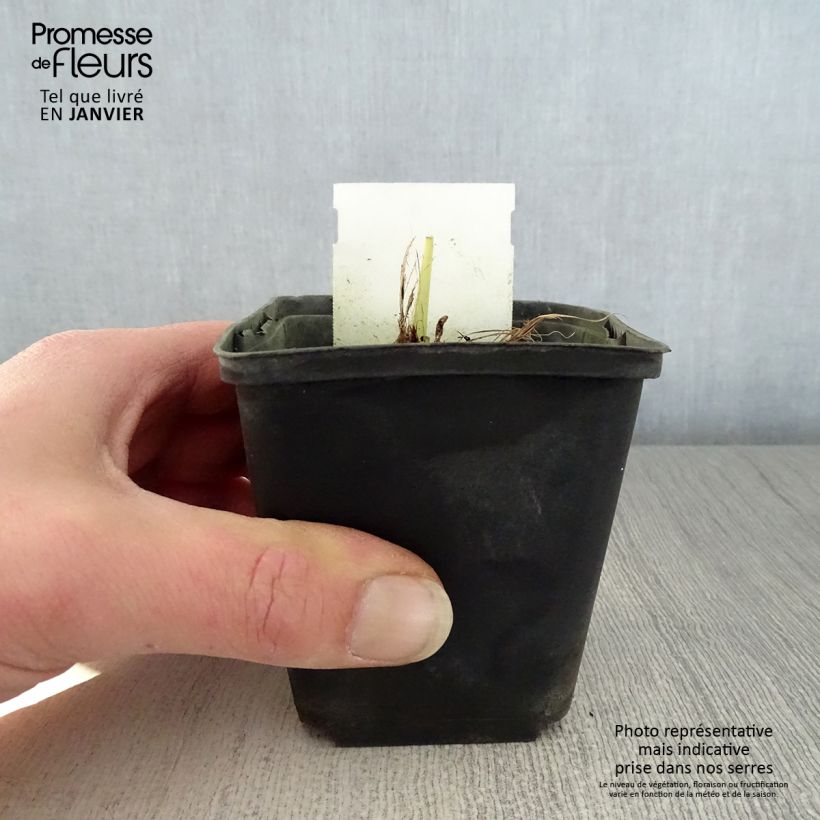 Spécimen de Hémérocalle Snowy Apparition - Lis d'un jour blanc ivoire à saumoné Godet de 8/9 cm tel que livré en hiver