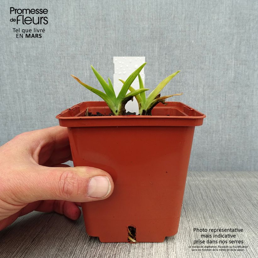 Spécimen de Hémérocalle Snowy Eyes - Lis d'un jour crème et pourpre Pot de 1L/1,5L tel que livré en hiver