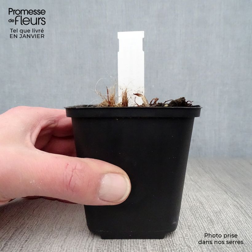 Spécimen de Hémérocalle South Seas - Lis d'un jour orange corail vif Godet de 8/9 cm tel que livré en hiver