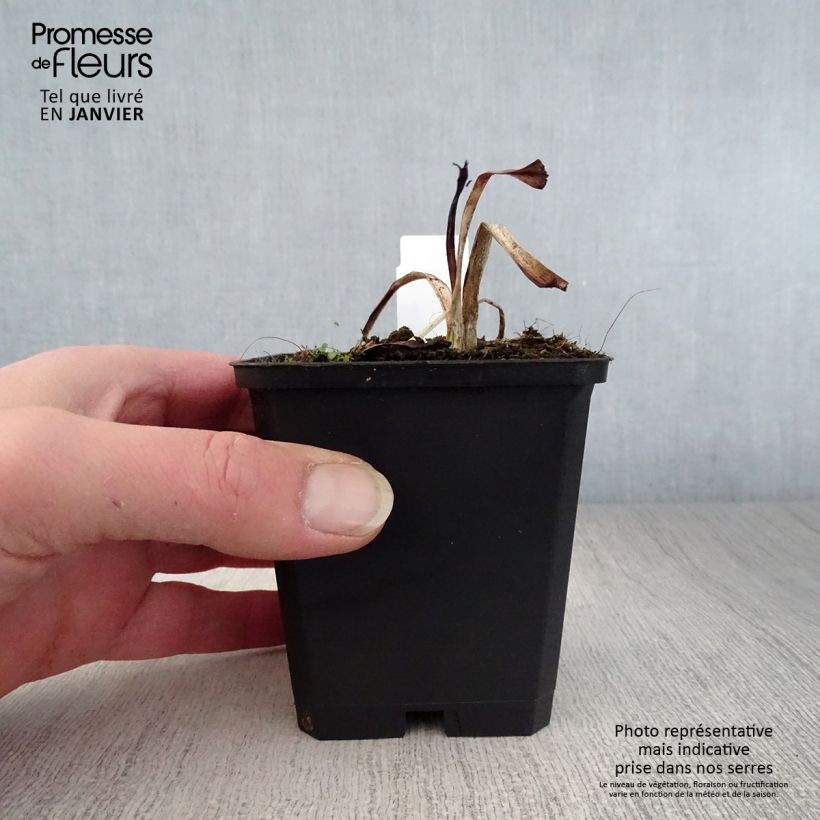 Spécimen de Hémérocalle Strawberry Candy - Lis d'un jour Godet de 8/9 cm tel que livré en hiver