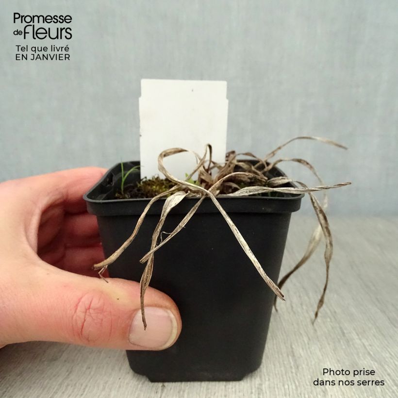 Spécimen de Hémérocalle Strutter s Ball - Lis d'un jour rouge lie-de-vin. Godet de 8/9 cm tel que livré en hiver