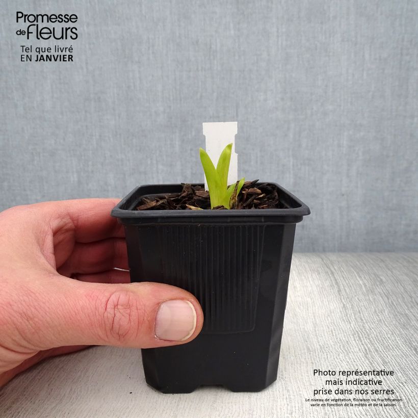 Spécimen de Hémérocalle Sugar Candy - Lis d'un jour rose fuchsia clair à mauve, coeur abricot. Godet de 8/9 cm tel que livré en hiver