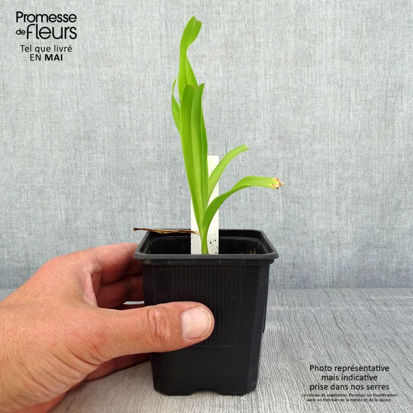 Hemerocallis Sugar Candy - Emerocallide Vasetto da 8/9 cm esemplare consegnato in primavera