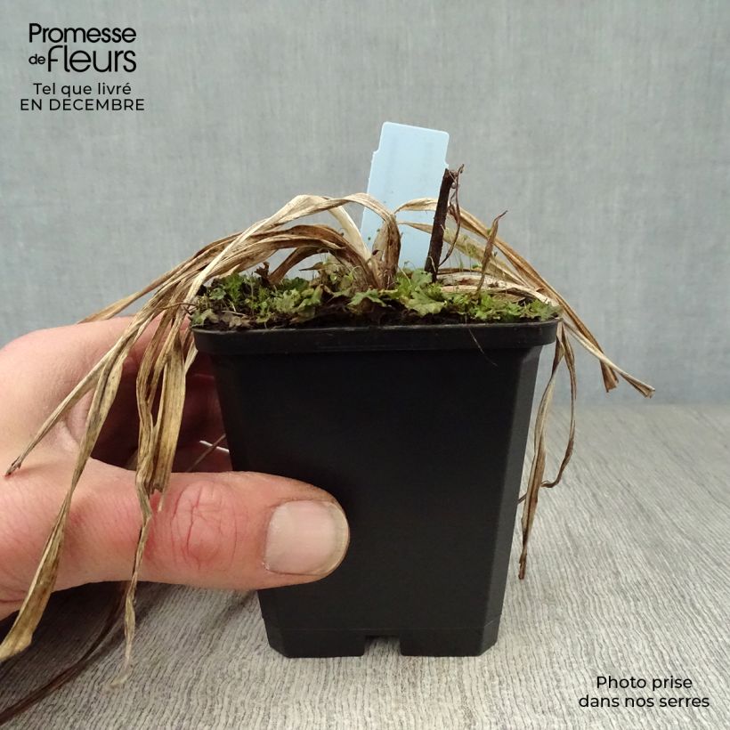 Spécimen de Hémérocalle Summer Wine - Lis d'un Jour Godet de 8/9 cm tel que livré en hiver