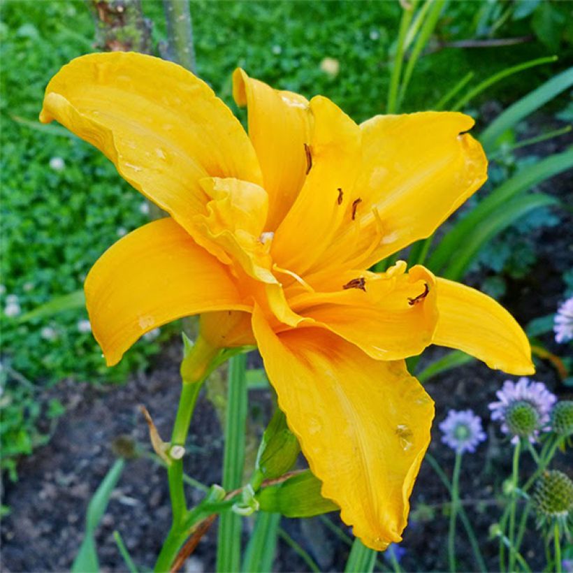 Hemerocallis Three Tears (Floração)