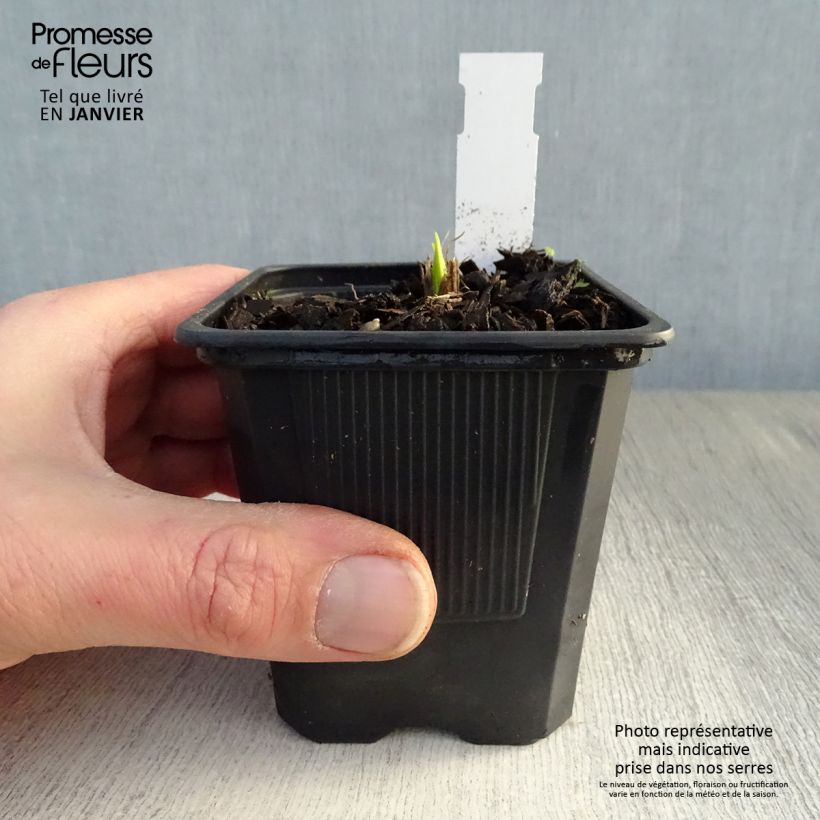 Spécimen de Hémérocalle Thumbelina - Lis d'un jour Godet de 8/9 cm tel que livré en hiver