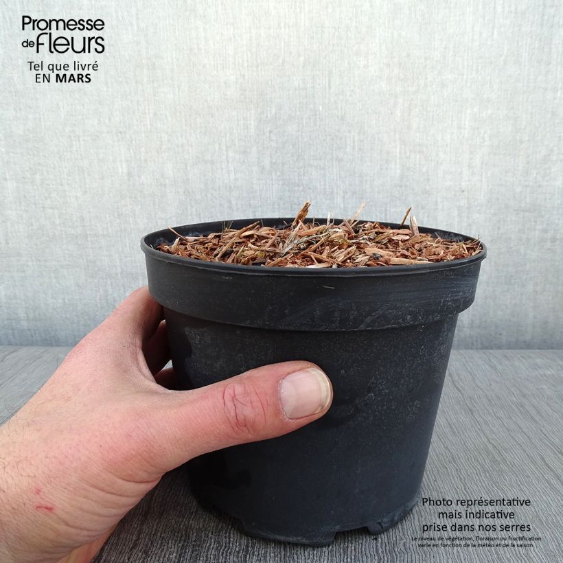 Spécimen de Hémérocalle White Temptation - Lis d'un jour Pot de 2L/3L tel que livré en hiver