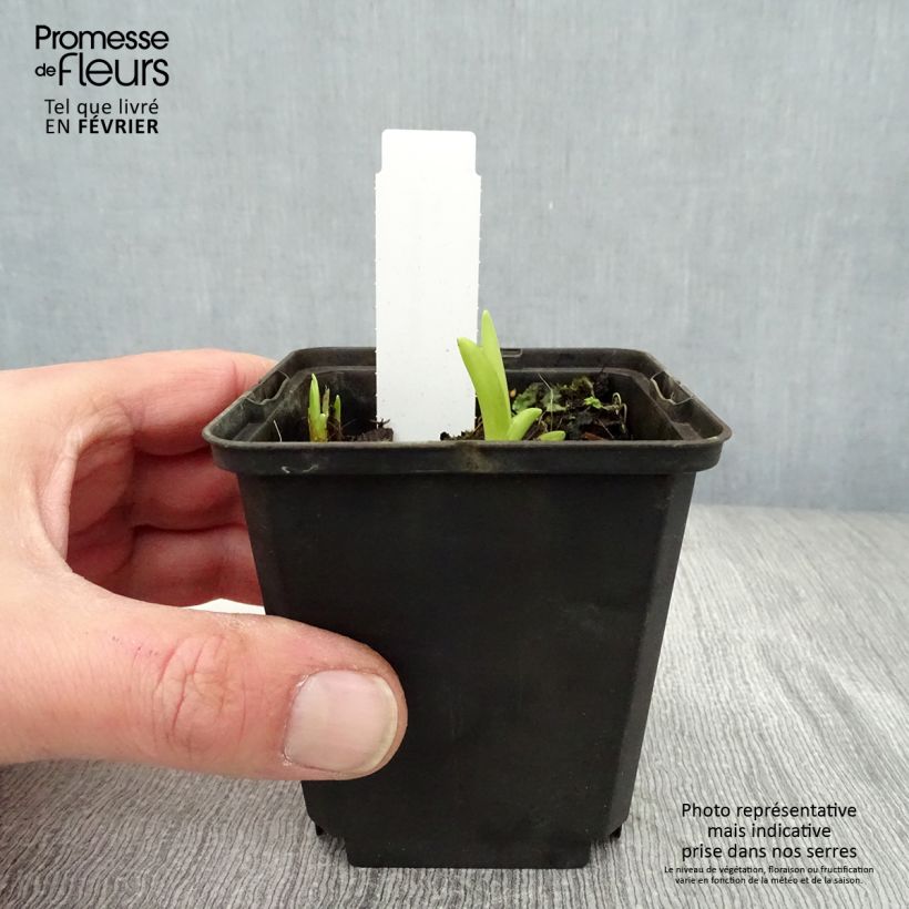 Spécimen de Hémérocalle fulva - Lis d'un jour Godet de 8/9 cm tel que livré en hiver