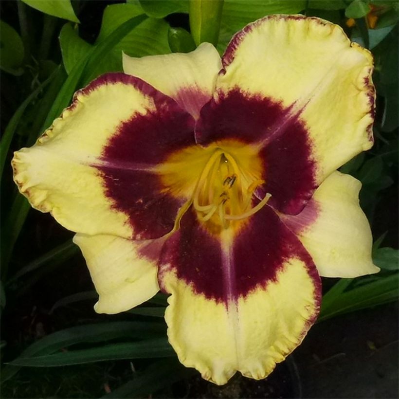 Hémérocalle Calico Jack - Lis d'un jour (Floraison)