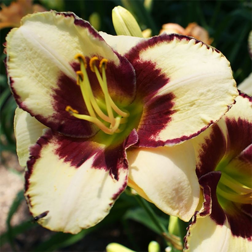 Hémérocalle Dream Legacy - Lis d'un jour (Floraison)