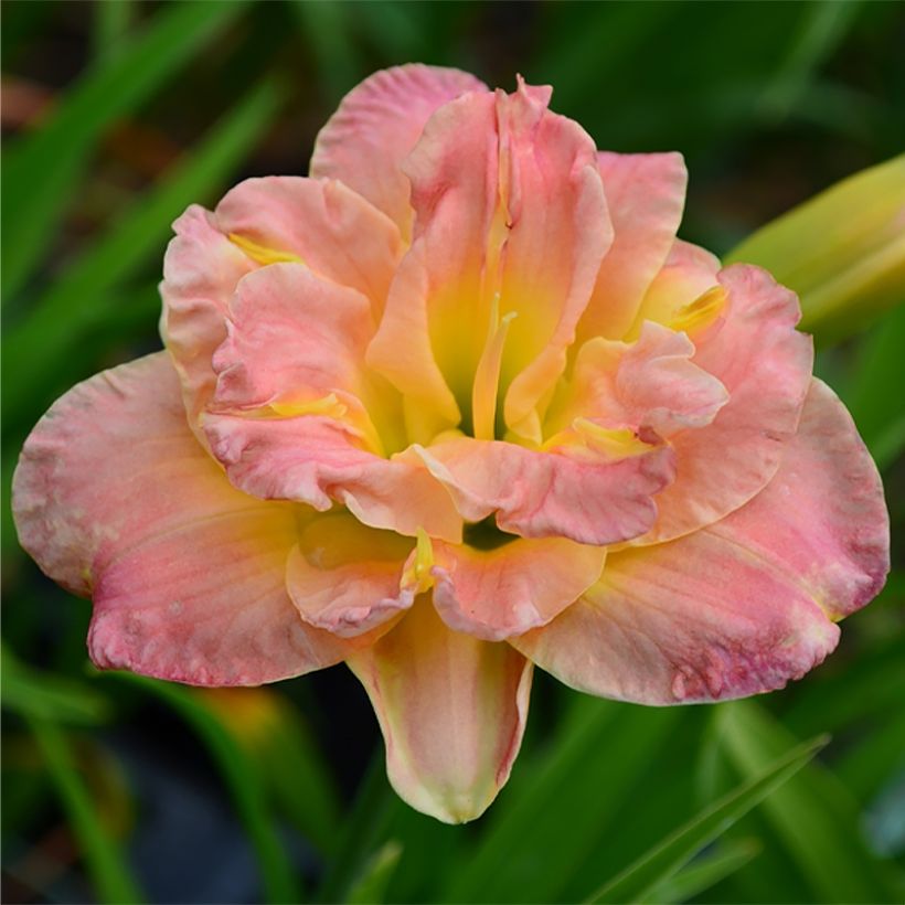 Hémérocalle Lacy Doily - Lis d'un jour (Floraison)