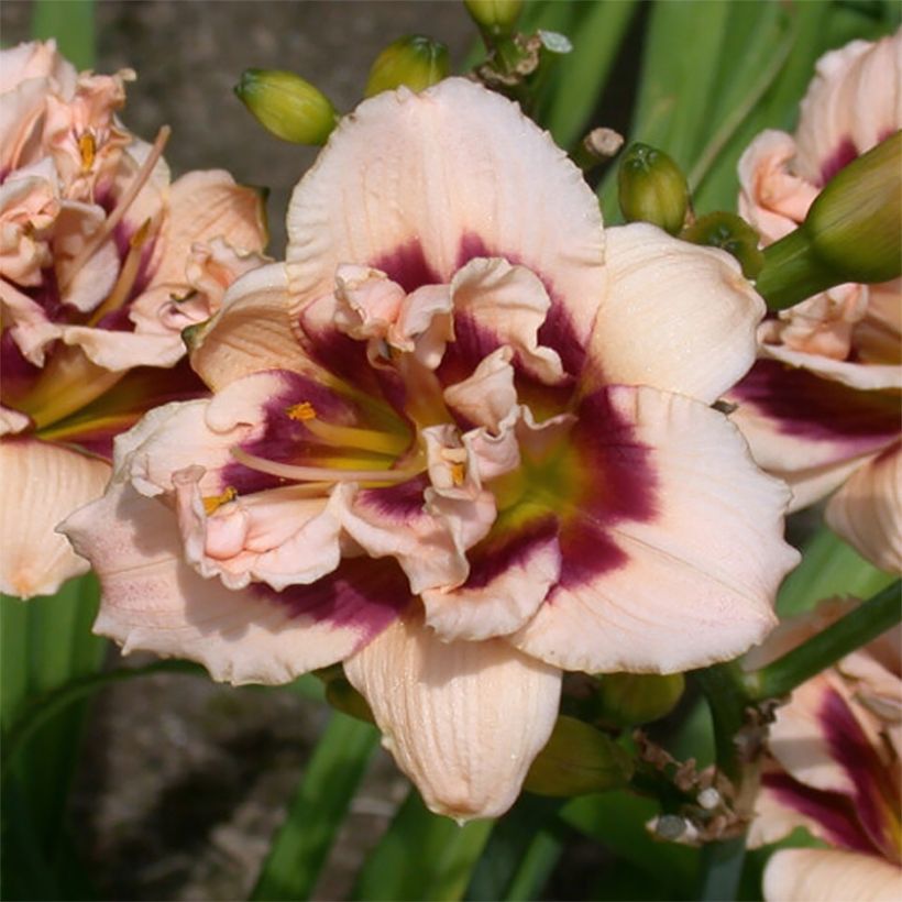 Hémérocalle Roswitha - Lis d'un jour (Floraison)