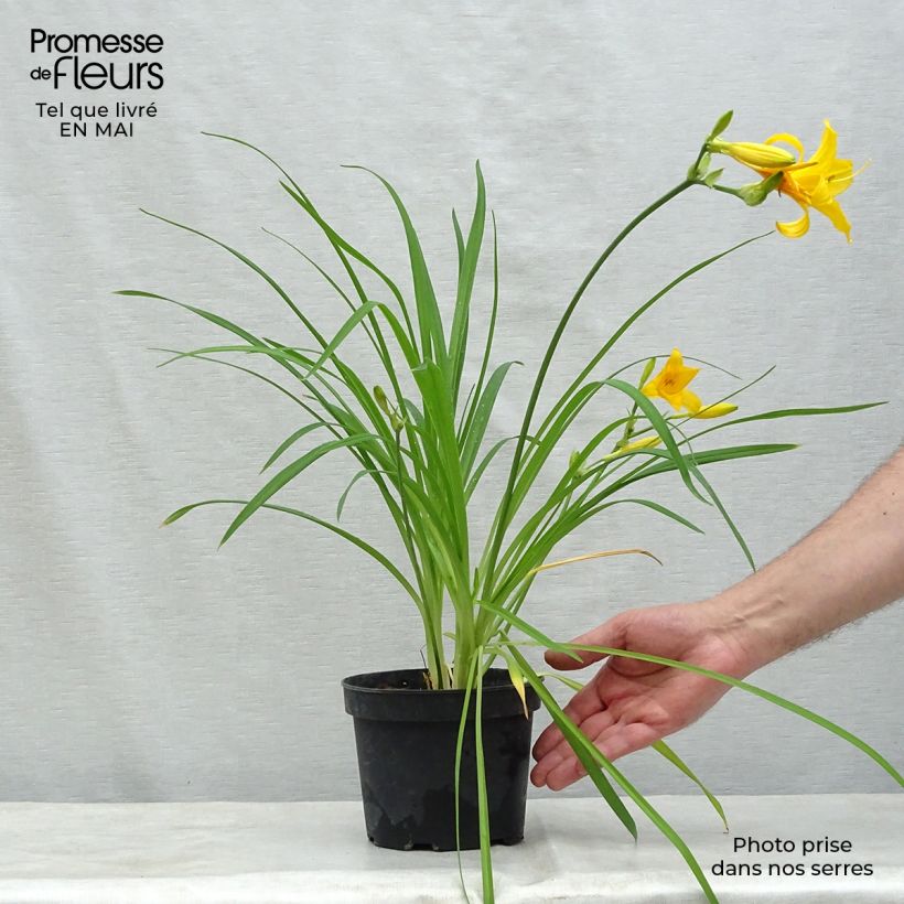 Exemplar von Hemerocallis middendorffii - Taglilie Kleine Töpfe von 8/9 cm wie im Frühjahr geliefert