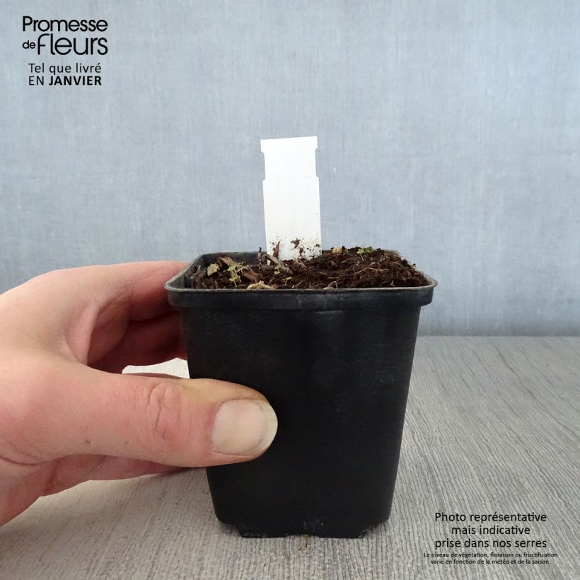 Spécimen de Hémérocalle middendorffii - Lis d'un jour orange Godet de 8/9 cm tel que livré en hiver