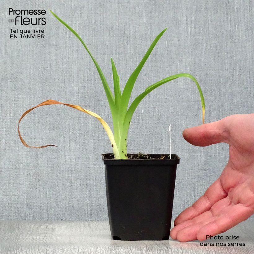 Spécimen de Hémérocalle ou hemerocallis Gentle Shepherd Godet de 8/9 cm tel que livré en hiver