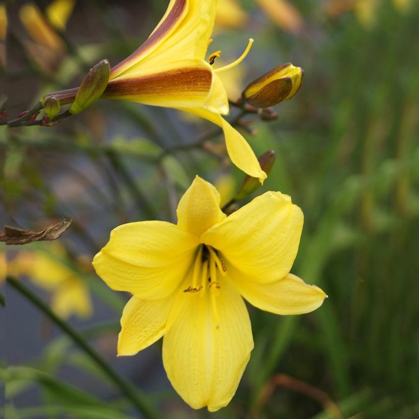 Hemerocallis Corky (Floração)