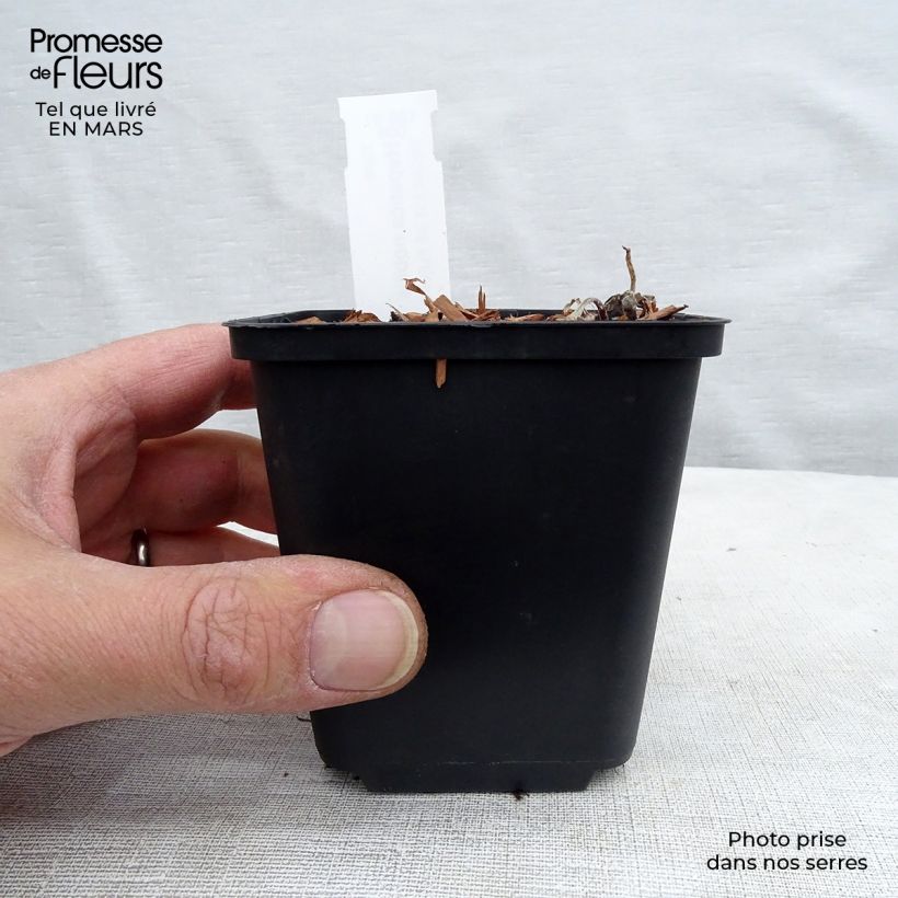 Spécimen de Hepatica nobilis - Anémone Hépatique Godet de 8/9 cm tel que livré en hiver