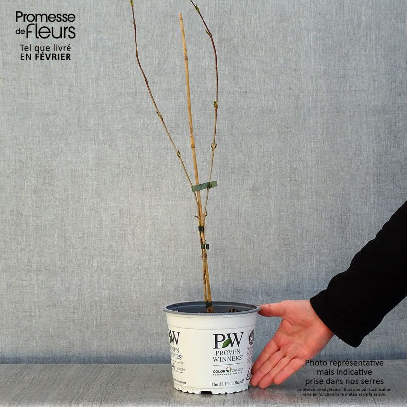 Spécimen de Heptacodium miconioides Temple of Bloom - Arbre aux sept fleurs Pot de 4L/5L tel que livré en hiver