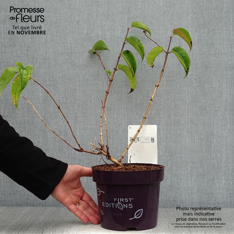Spécimen de Heptacodium miconioides Tianshan - Arbre aux 7 fleurs Pot de 3L/4L tel que livré en automne