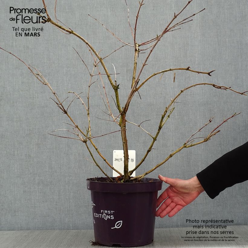 Spécimen de Heptacodium miconioides Tianshan - Arbre aux 7 fleurs Pot de 7,5L/10L tel que livré en hiver