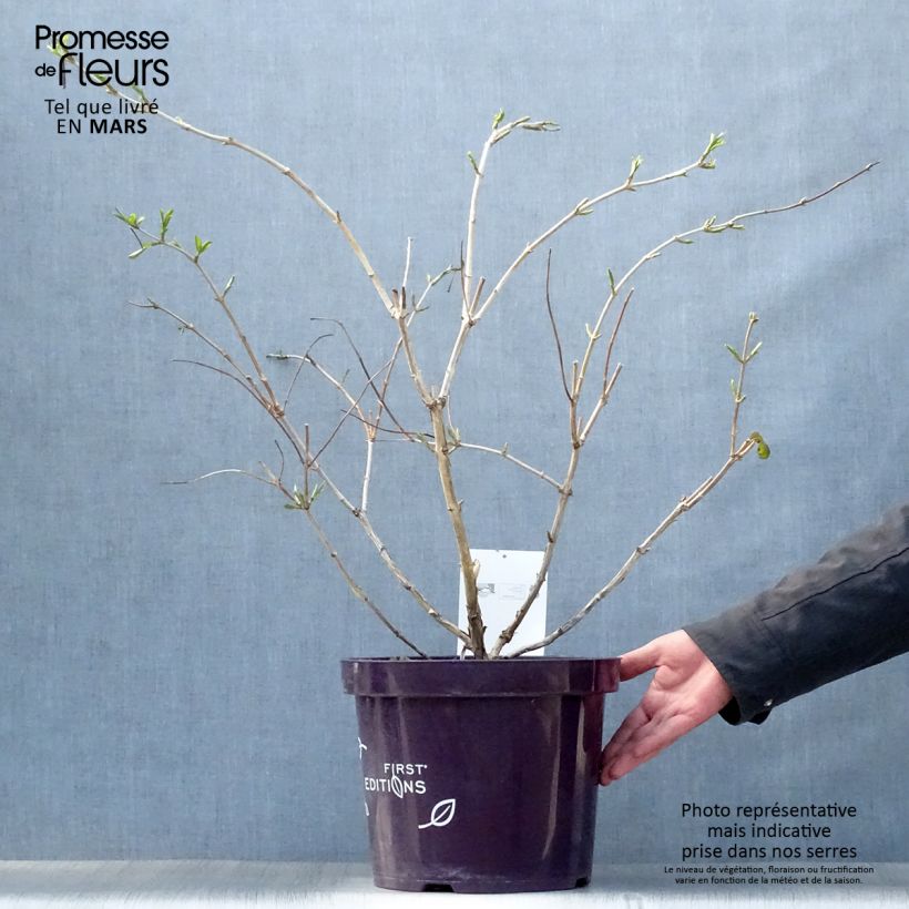 Spécimen de Heptacodium miconioides Tianshan - Arbre aux 7 fleurs Pot de 7,5L/10L tel que livré au printemps