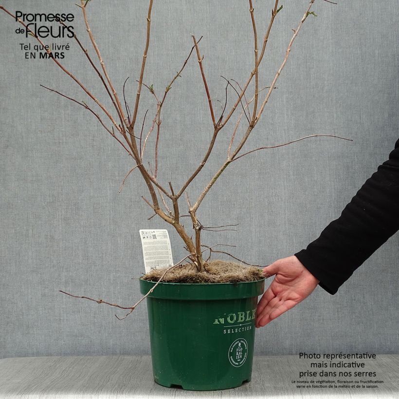 Spécimen de Heptacodium miconioides Pot de 7,5L/10L tel que livré en hiver