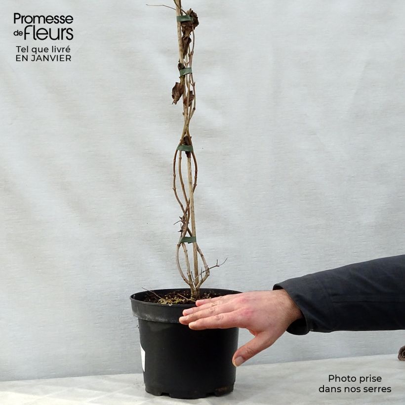 Spécimen de Heptacodium miconioides Pot de 3L/4L tel que livré en hiver