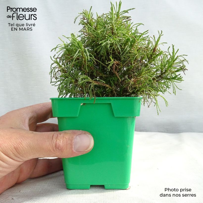 Spécimen de Herbe à olive - Santolina viridis Godet de 8/9 cm tel que livré au printemps