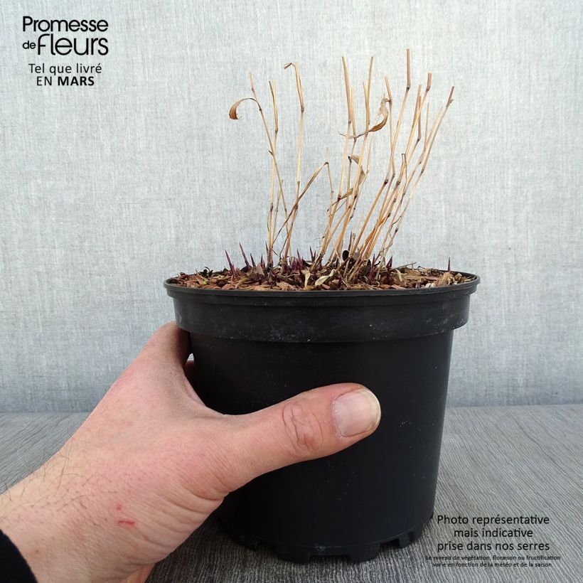 Spécimen de Herbe du Japon - Hakonechloa macra Albostriata Pot de 2L/3L tel que livré en hiver