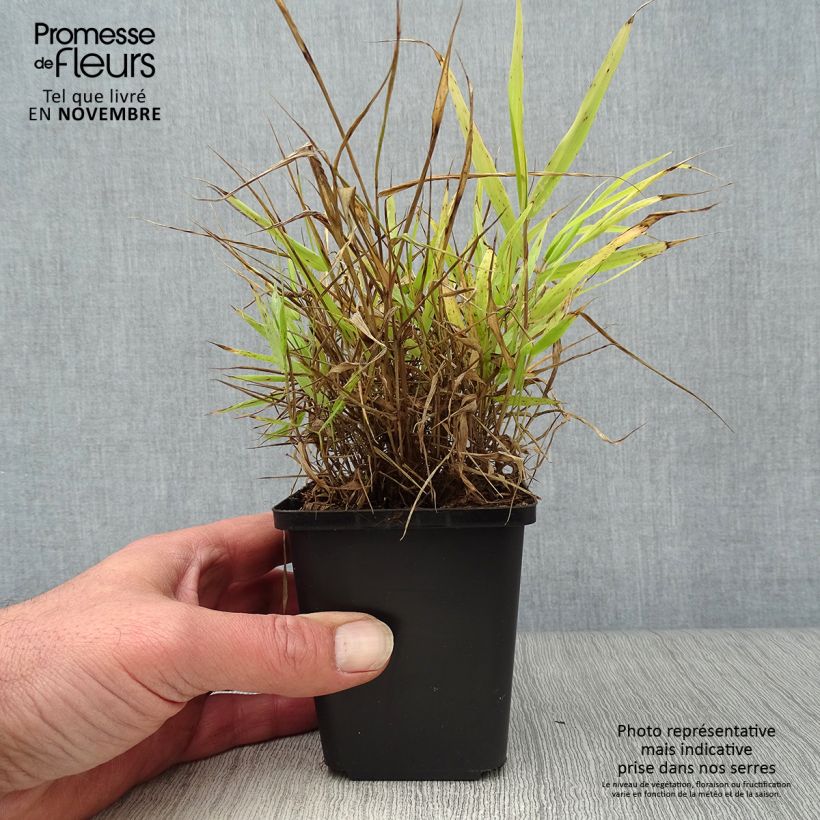 Spécimen de Herbe du Japon - Hakonechloa macra All Gold Godet de 8/9 cm tel que livré en automne