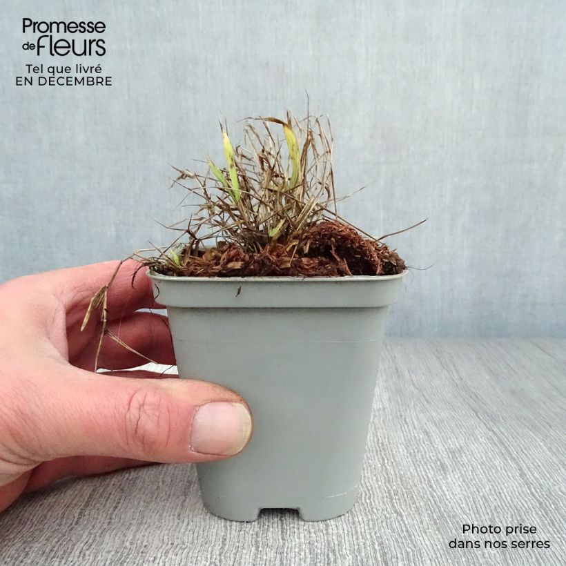 Spécimen de Herbe du Japon - Hakonechloa macra All Gold Godet de 8/9 cm tel que livré en hiver