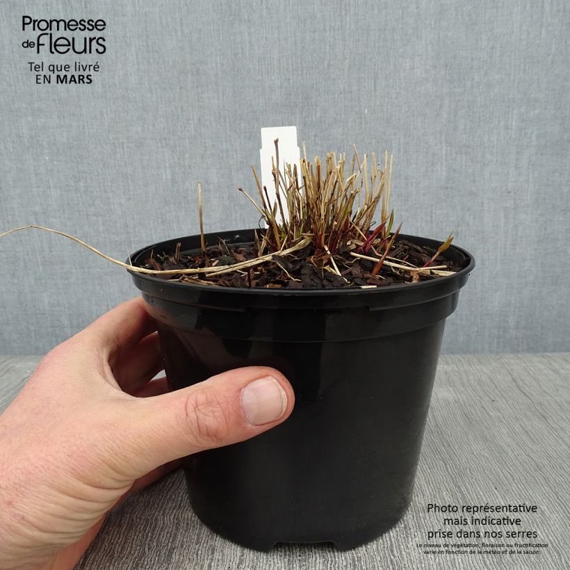 Spécimen de Herbe du Japon - Hakonechloa macra Naomi Pot de 2L/3L tel que livré en hiver