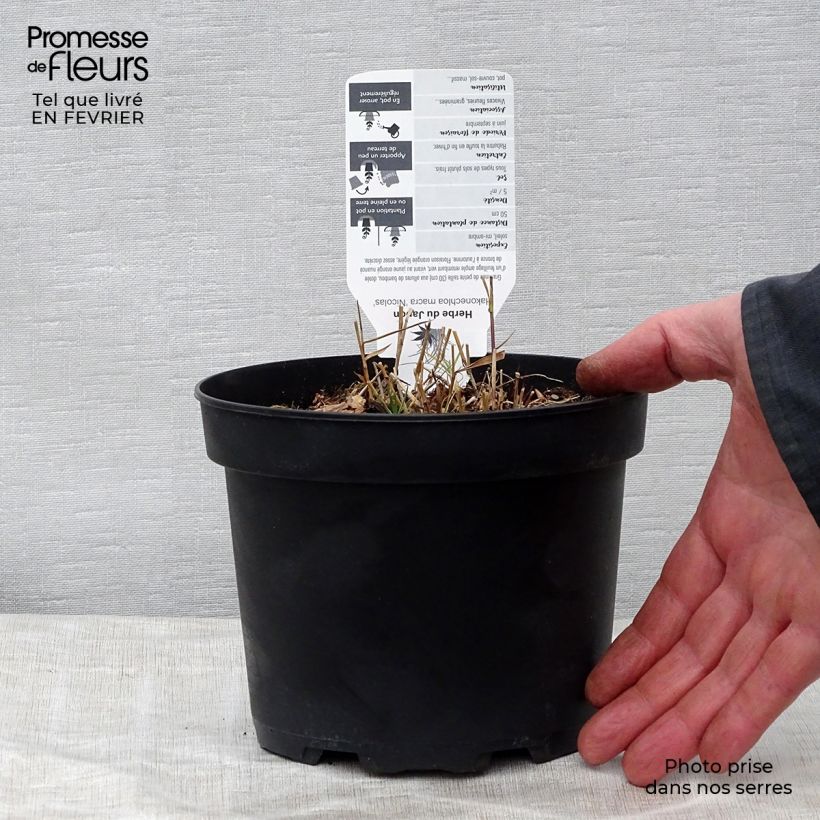 Spécimen de Herbe du Japon - Hakonechloa macra Nicolas Pot de 2L/3L tel que livré en hiver