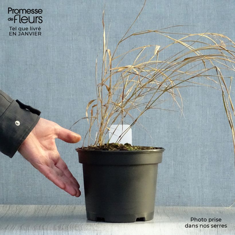 Spécimen de Herbe du Japon - Hakonechloa macra Pot de 2L/3L tel que livré en hiver