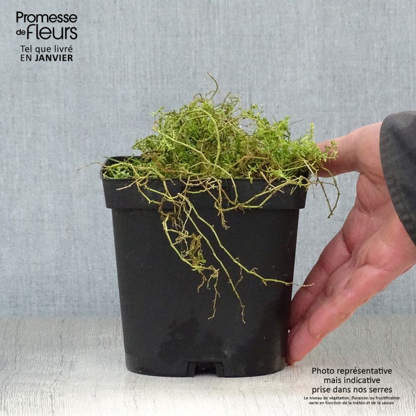 Spécimen de Herniaria glabra - Turquette Pot de 2L/3L tel que livré en hiver