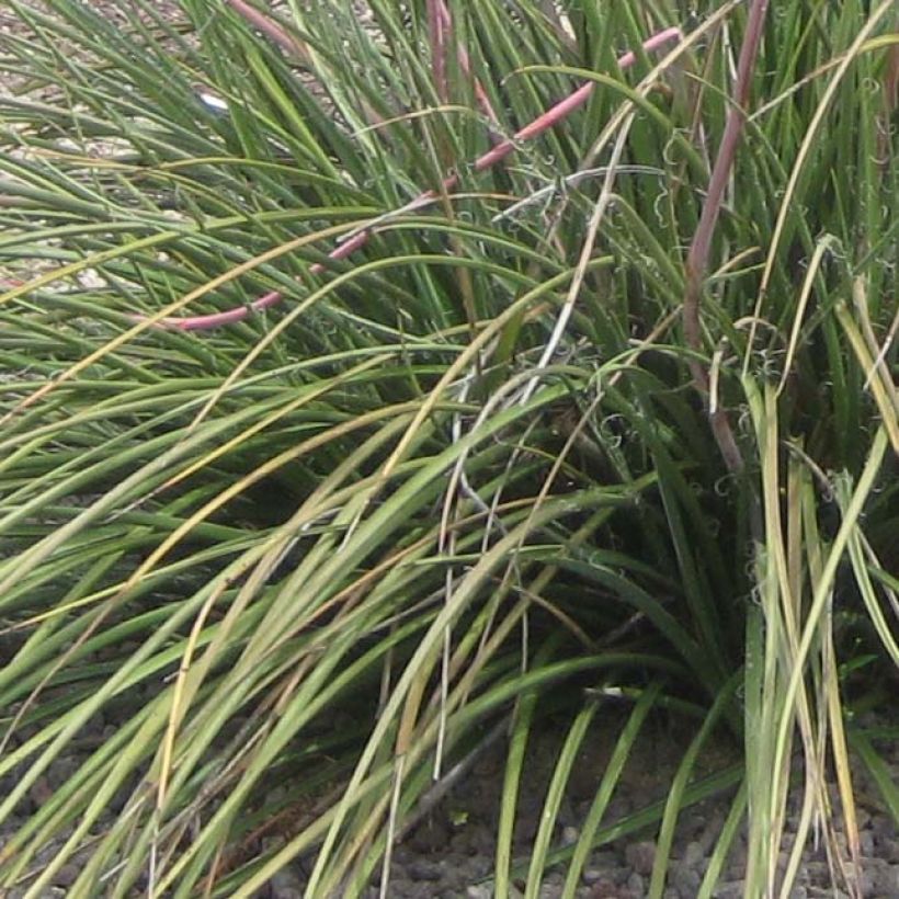 Hesperaloe parviflora Rubra - Yucca Rouge. (Feuillage)