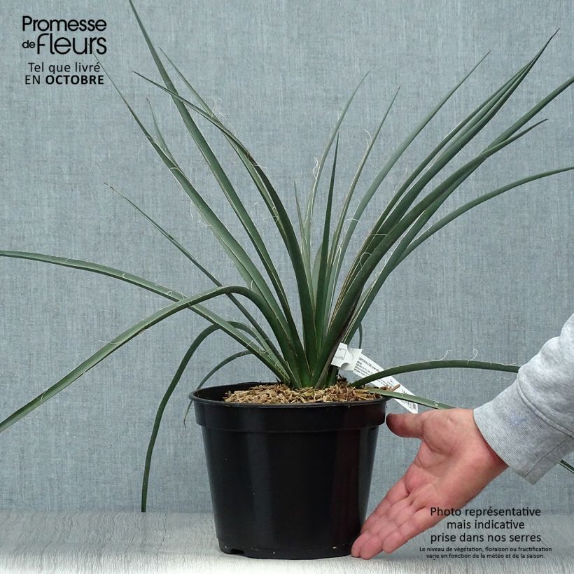 Spécimen de Hesperaloe parviflora Rubra - Yucca Rouge. Pot de 2L/3L tel que livré en automne