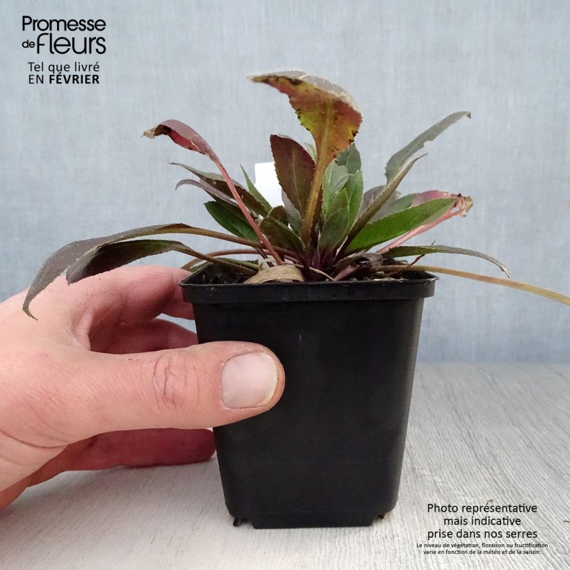 Spécimen de Hesperis matronalis Alba - Julienne des dames Blanche  Godet de 8/9 cm tel que livré en hiver