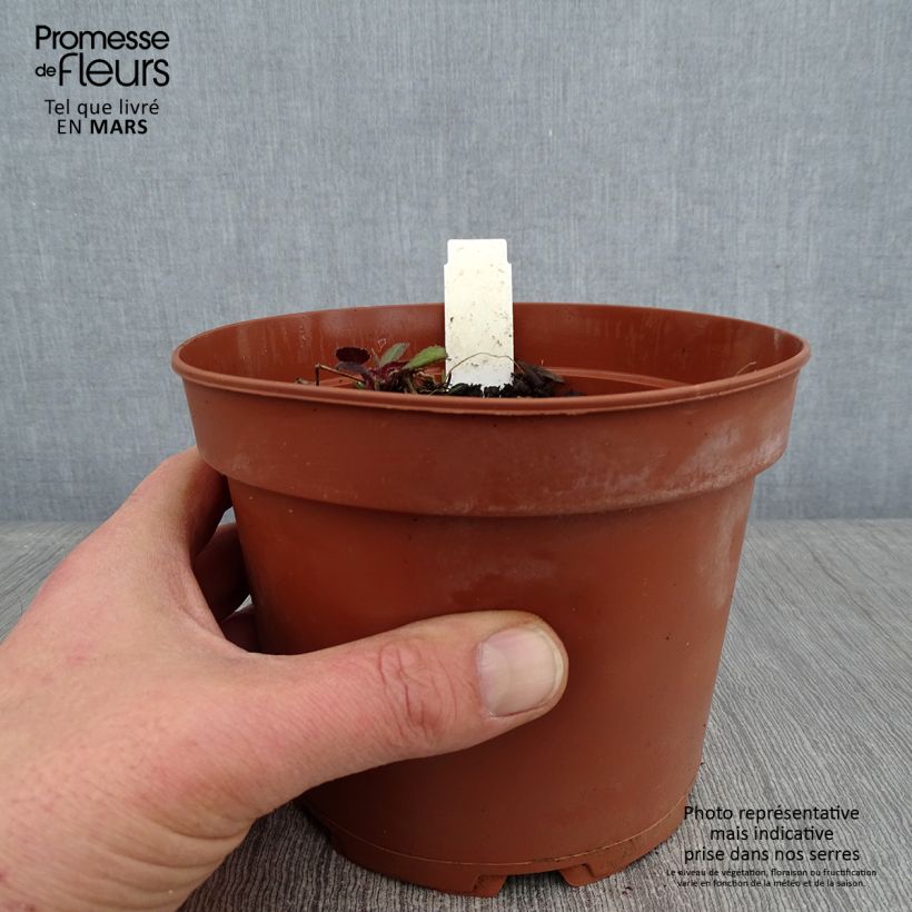 Spécimen de Hesperis matronalis Alba - Julienne des dames Blanche  Pot de 2L/3L tel que livré en hiver