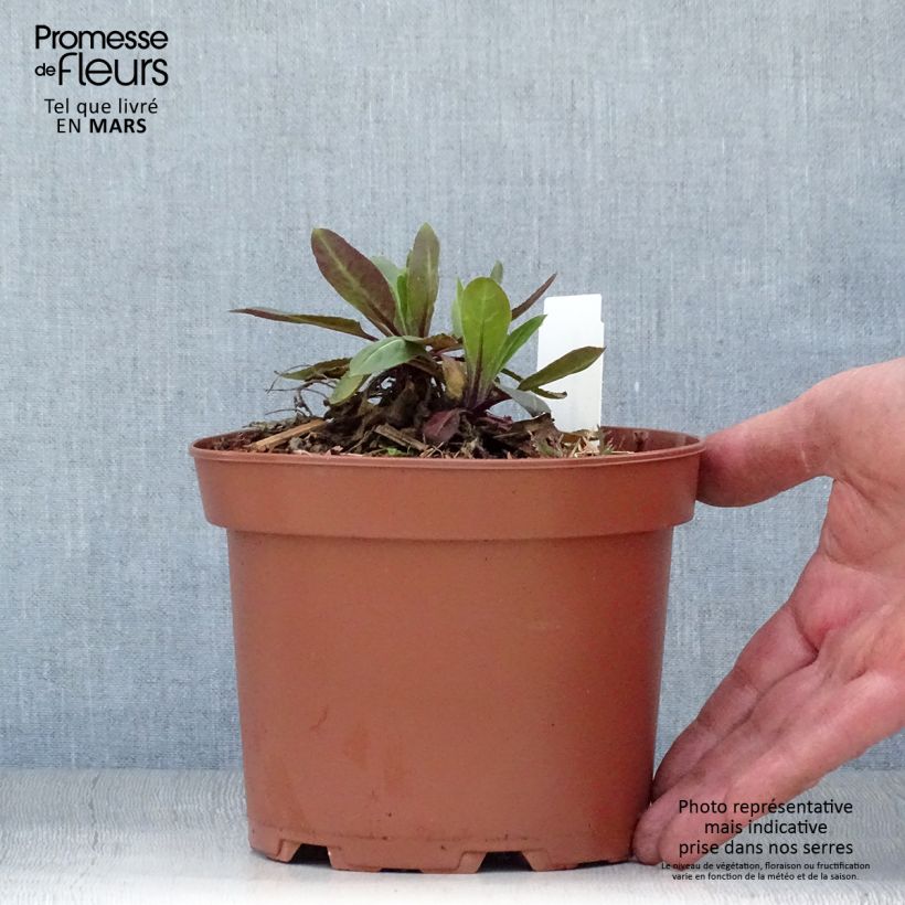 Spécimen de Hesperis matronalis Alba - Julienne des dames Blanche  Pot de 2L/3L tel que livré au printemps