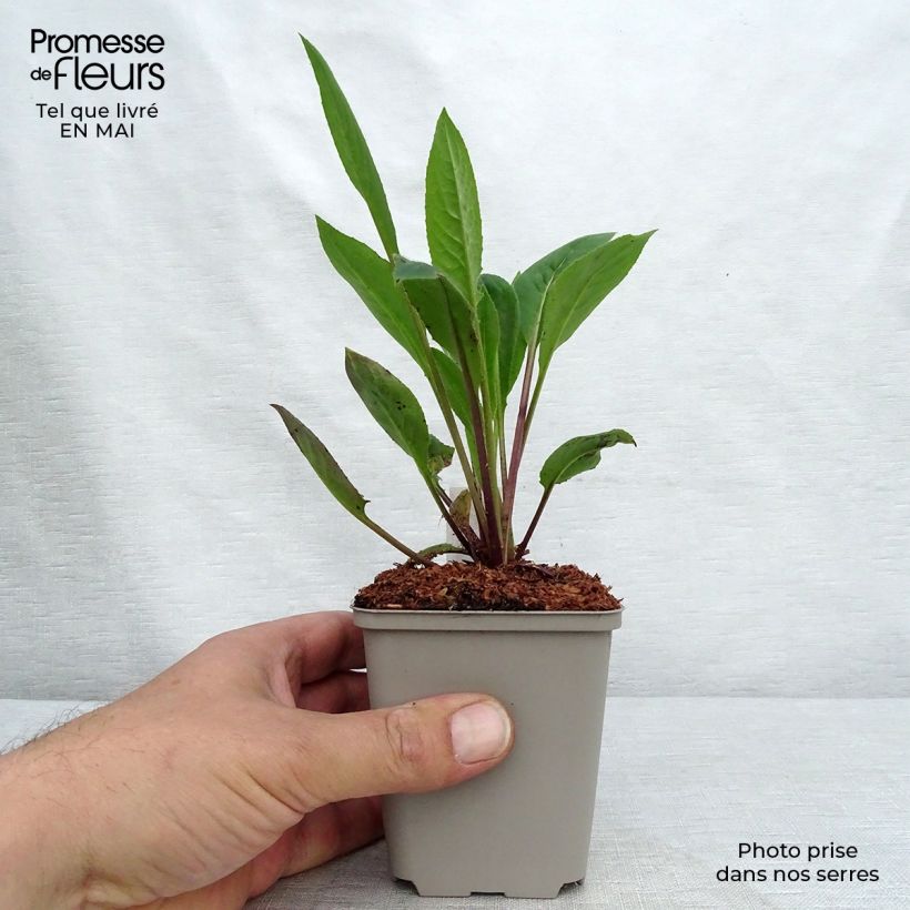 Spécimen de Hesperis matronalis Alba - Julienne des dames Blanche  Godet de 8/9 cm tel que livré au printemps