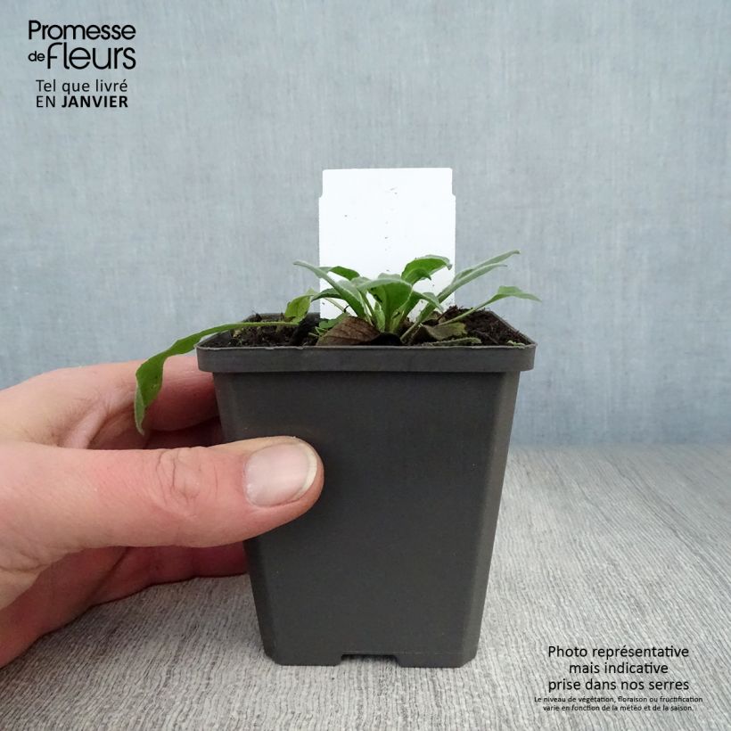 Spécimen de Hesperis matronalis - Julienne des Dames Godet de 8/9 cm tel que livré en hiver