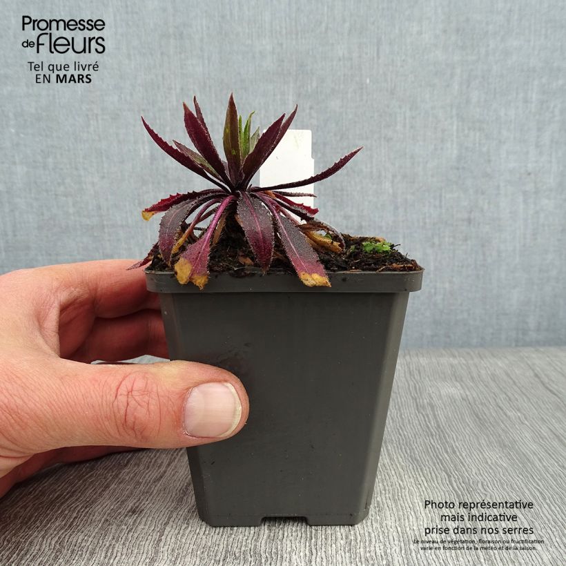 Spécimen de Hesperis matronalis v.albiflora Alba Plena Godet de 8/9 cm tel que livré en hiver